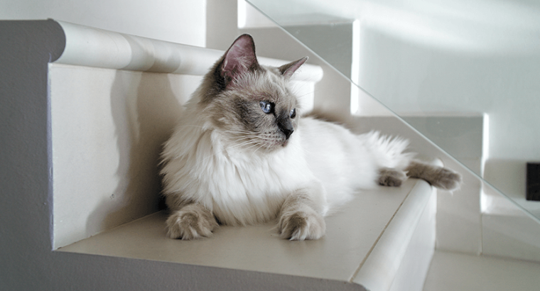 Breeder Ragdolls White cat