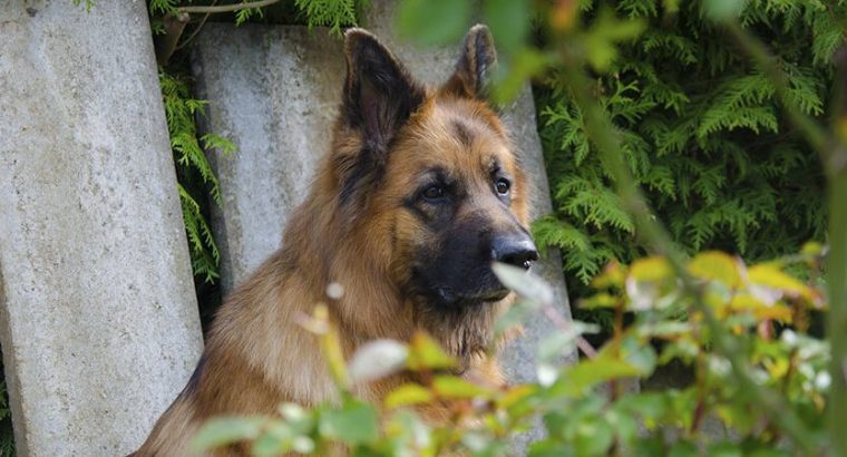 German Shepherd Female