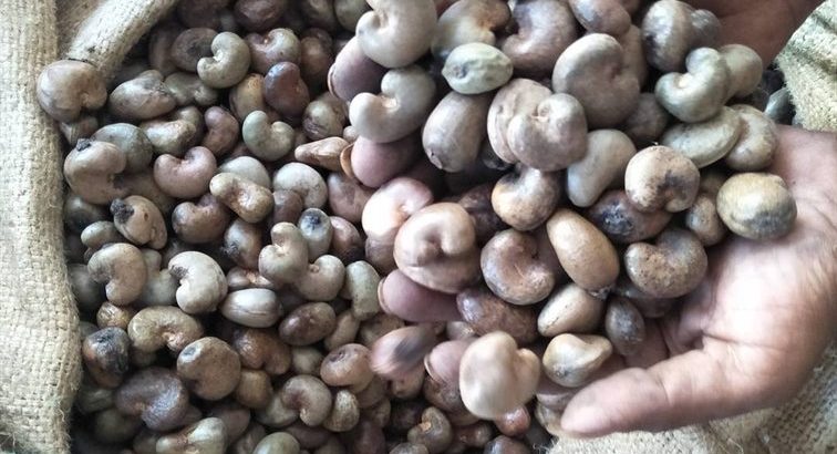 Premium Quality Cashew Nuts for Sale