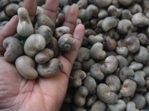 Premium Quality Cashew Nuts for Sale