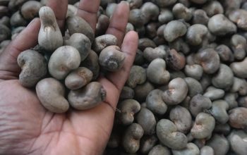 Premium Quality Cashew Nuts for Sale