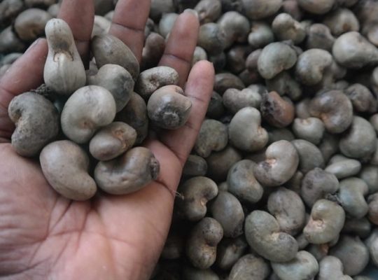 Premium Quality Cashew Nuts for Sale