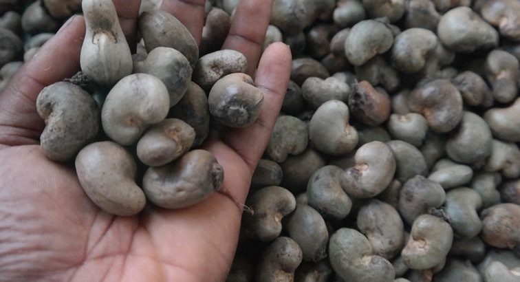 Premium Quality Cashew Nuts for Sale