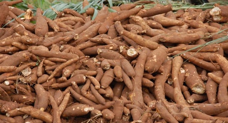 Fresh and High-Quality Cassava for Sale