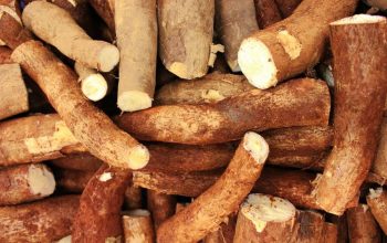 Fresh and High-Quality Cassava for Sale