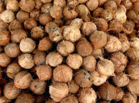 Fresh and High-Quality Coconuts for Sale