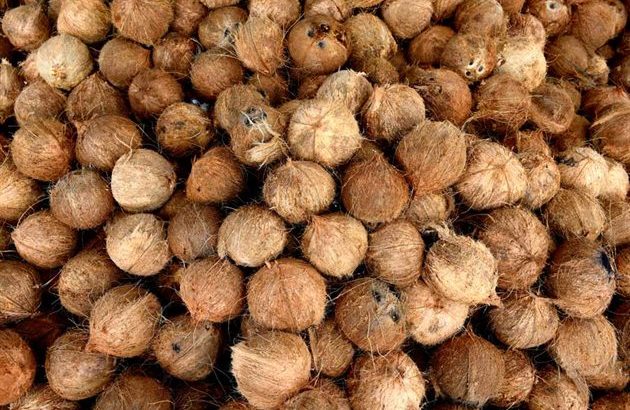 Fresh and High-Quality Coconuts for Sale