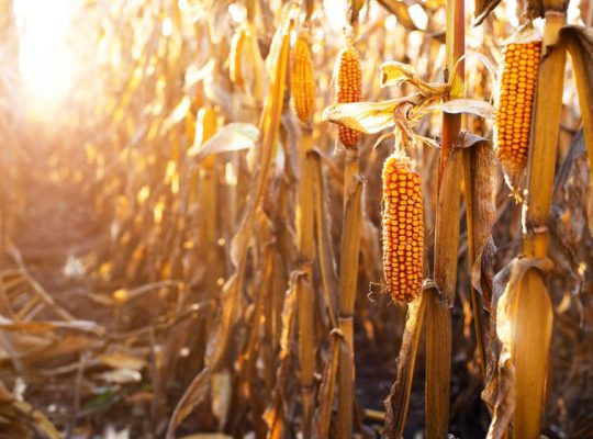 Fresh and Quality Corn for Sale