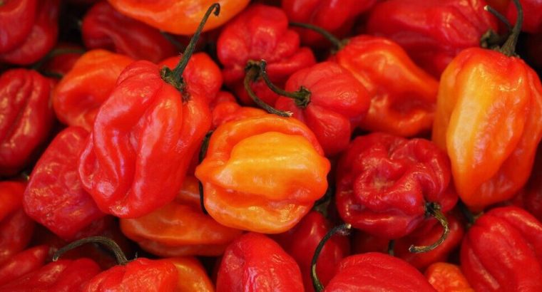 Fresh and High-Quality Peppers for Sale