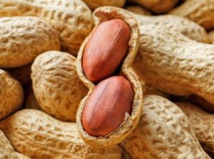 Premium Quality Groundnuts for Sale