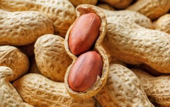 Premium Quality Groundnuts for Sale