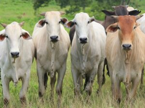 Healthy and Well-Nurtured Cow for Sale –