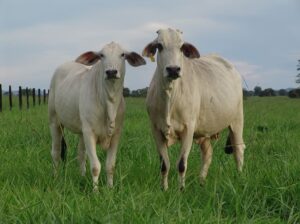 Healthy and Well-Nurtured Cow for Sale –