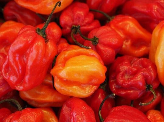 Fresh and High-Quality Peppers for Sale