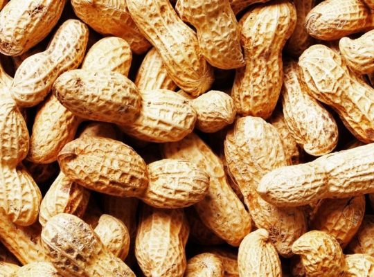 Premium Quality Groundnuts for Sale