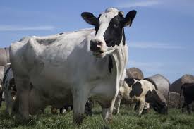 India-Nigeria Hybrid Cattle