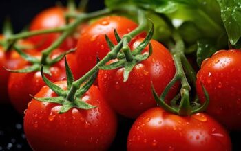 Fresh Tomatoes in Large Quantities