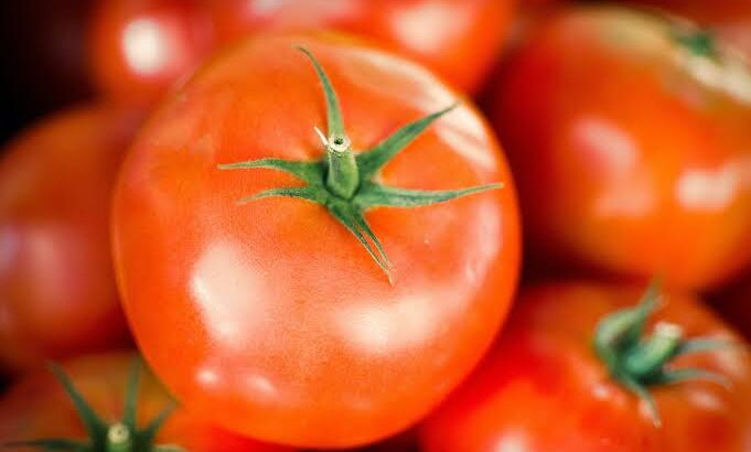 Fresh Tomatoes in Large Quantities