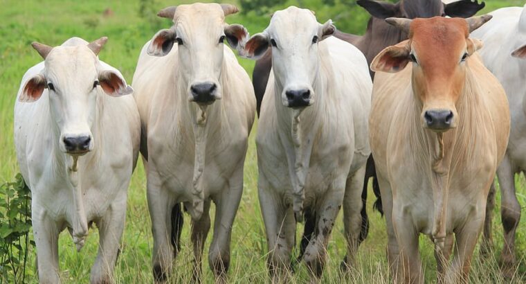 Healthy and Well-Nurtured Cow for Sale