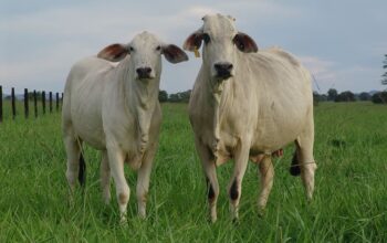 Healthy and Well-Nurtured Cow for Sale