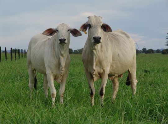 Healthy and Well-Nurtured Cow for Sale