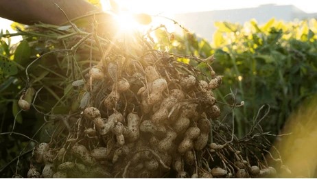 A Comprehensive Guide to Profitable Peanut Farming in Nigeria