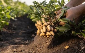 A Comprehensive Guide to Profitable Peanut Farming in Nigeria