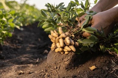 Which Peanut Variety is Best in Nigeria? The Secrets of International Marketing