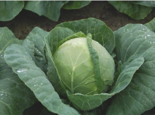 Cabbage Farming in Nigeria: Profitable Guide to Cultivation & Market Trends