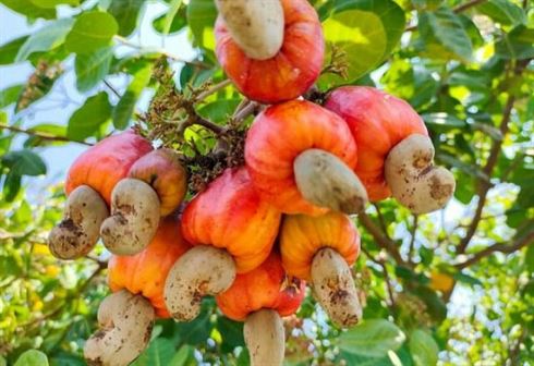 Cashew Farming in Nigeria: A Step-by-Step Guide to Profitable Cultivation