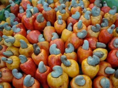 Cashew Farming in Nigeria: A Step-by-Step Guide to Profitable Cultivation