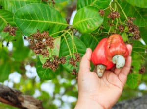 Cashew Farming in Nigeria: A Step-by-Step Guide to Profitable Cultivation