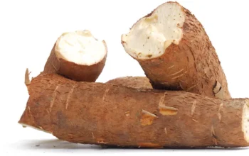 Cassava Processing Business in Nigeria: The New Goldmine
