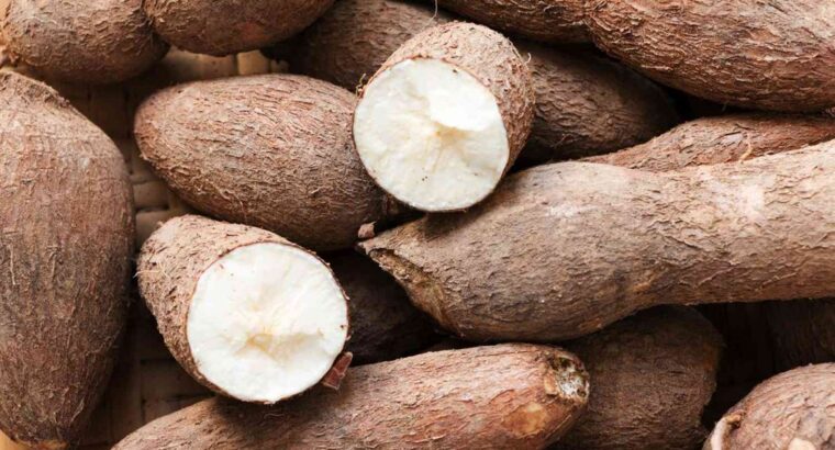 Cassava Processing Business in Nigeria: The New Goldmine