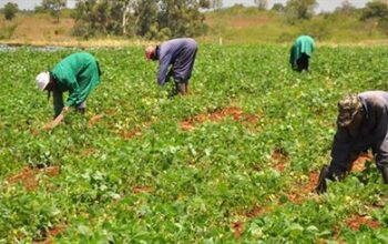 Empowering Nigerian Farmers: Government Support and Loan Opportunities