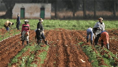 Government Loans and Support for Nigerian Farmers