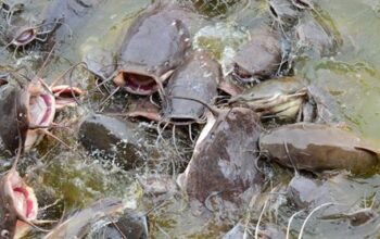 Fish Farming in Nigeria: A Lucrative Agribusiness Opportunity