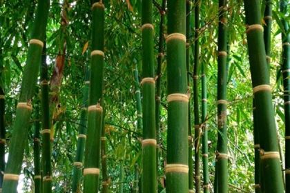 How to Make Money from Bamboo Farming in Nigeria: A Step-by-Step Guide