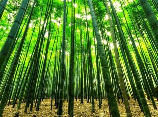 How to Make Money from Bamboo Farming in Nigeria: A Step-by-Step Guide