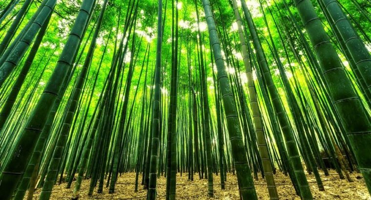 How to Make Money from Bamboo Farming in Nigeria: A Step-by-Step Guide