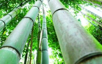 How to Make Money from Bamboo Farming in Nigeria: A Step-by-Step Guide