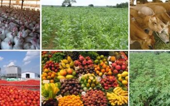 How to Market and Sell Your Farm Produce in Nigeria: A Comprehensive Guide