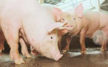 How to Start Pig Farming in Nigeria for Maximum Profit