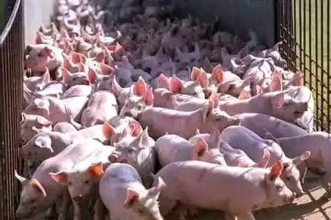 How to Start Pig Farming in Nigeria for Maximum Profit