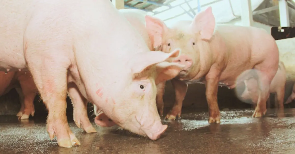 How to Start Pig Farming in Nigeria for Maximum Profit