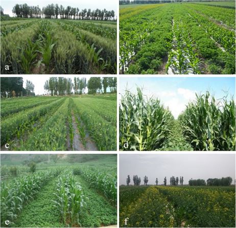 Intercropping & Crop Rotation in Nigeria: Boost Yields & Sustainability