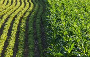 Intercropping & Crop Rotation in Nigeria: Boost Yields & Sustainability