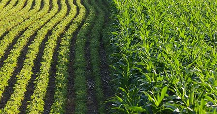 Intercropping & Crop Rotation in Nigeria: Boost Yields & Sustainability