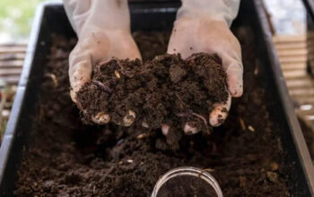How to Make Your Own Organic Fertilizer in Nigeria and Boost Farm Productivity