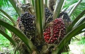 Palm Oil Production in Nigeria: How to Maximize Profits